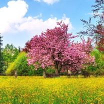 Обои Flowering Cherry Tree in Spring 208x208