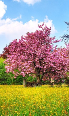 Flowering Cherry Tree in Spring wallpaper 240x400