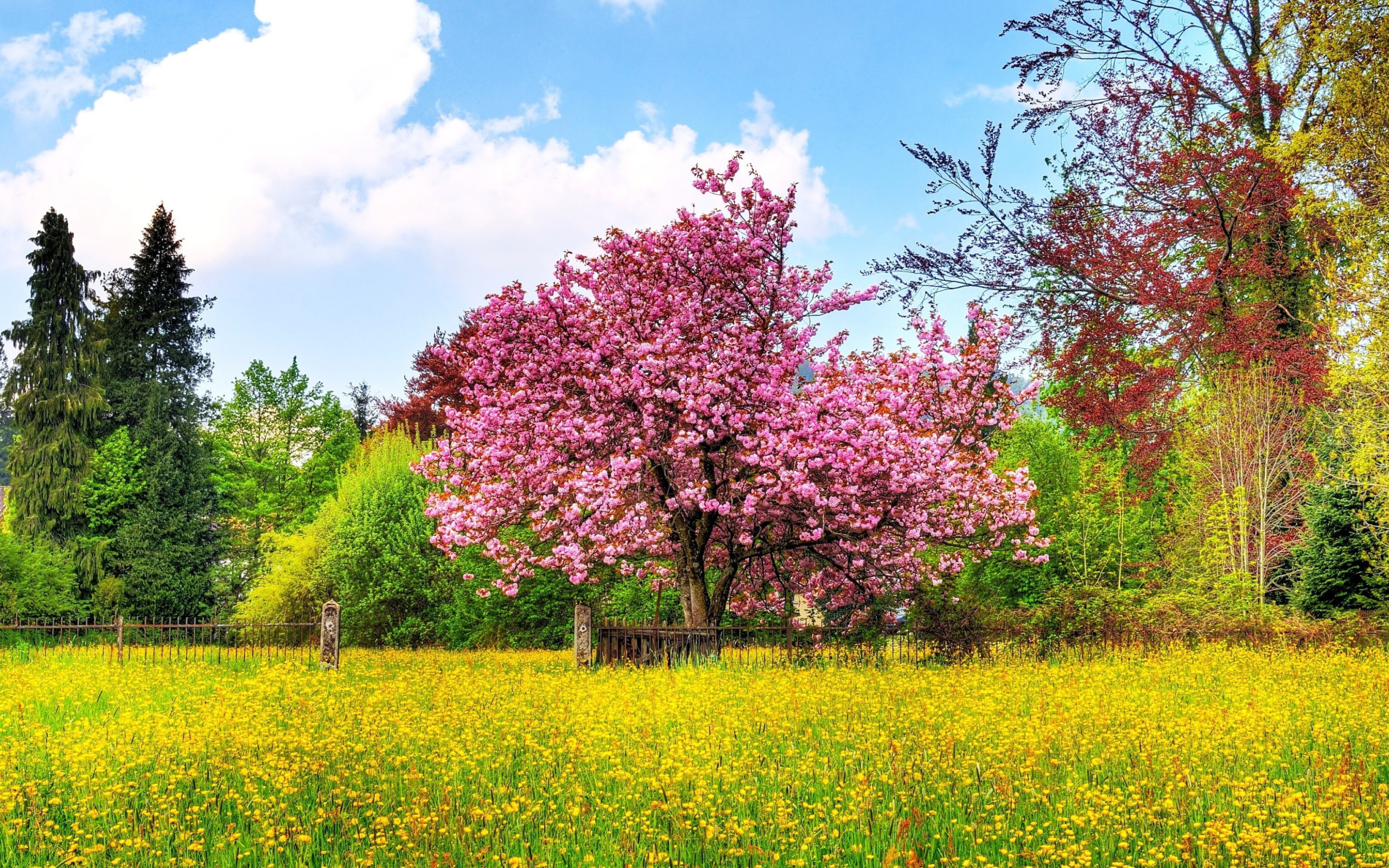 Screenshot №1 pro téma Flowering Cherry Tree in Spring 2560x1600