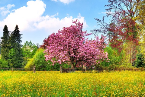 Обои Flowering Cherry Tree in Spring 480x320