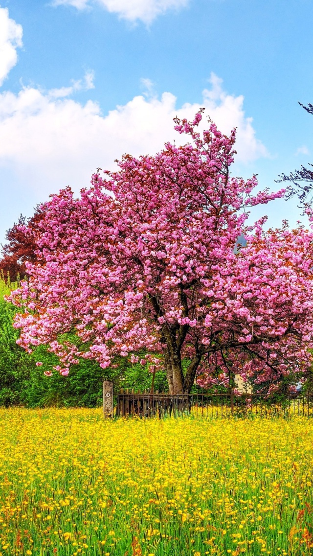 Fondo de pantalla Flowering Cherry Tree in Spring 640x1136