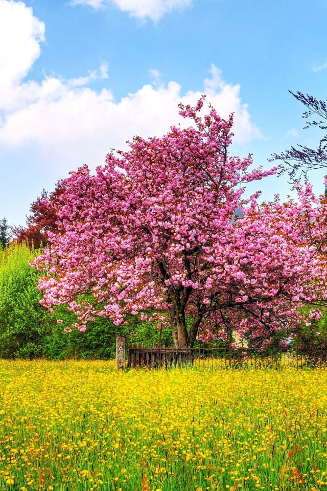 Das Flowering Cherry Tree in Spring Wallpaper 640x960