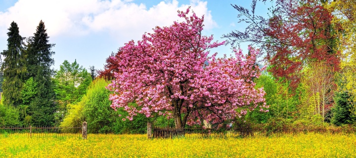 Flowering Cherry Tree in Spring wallpaper 720x320