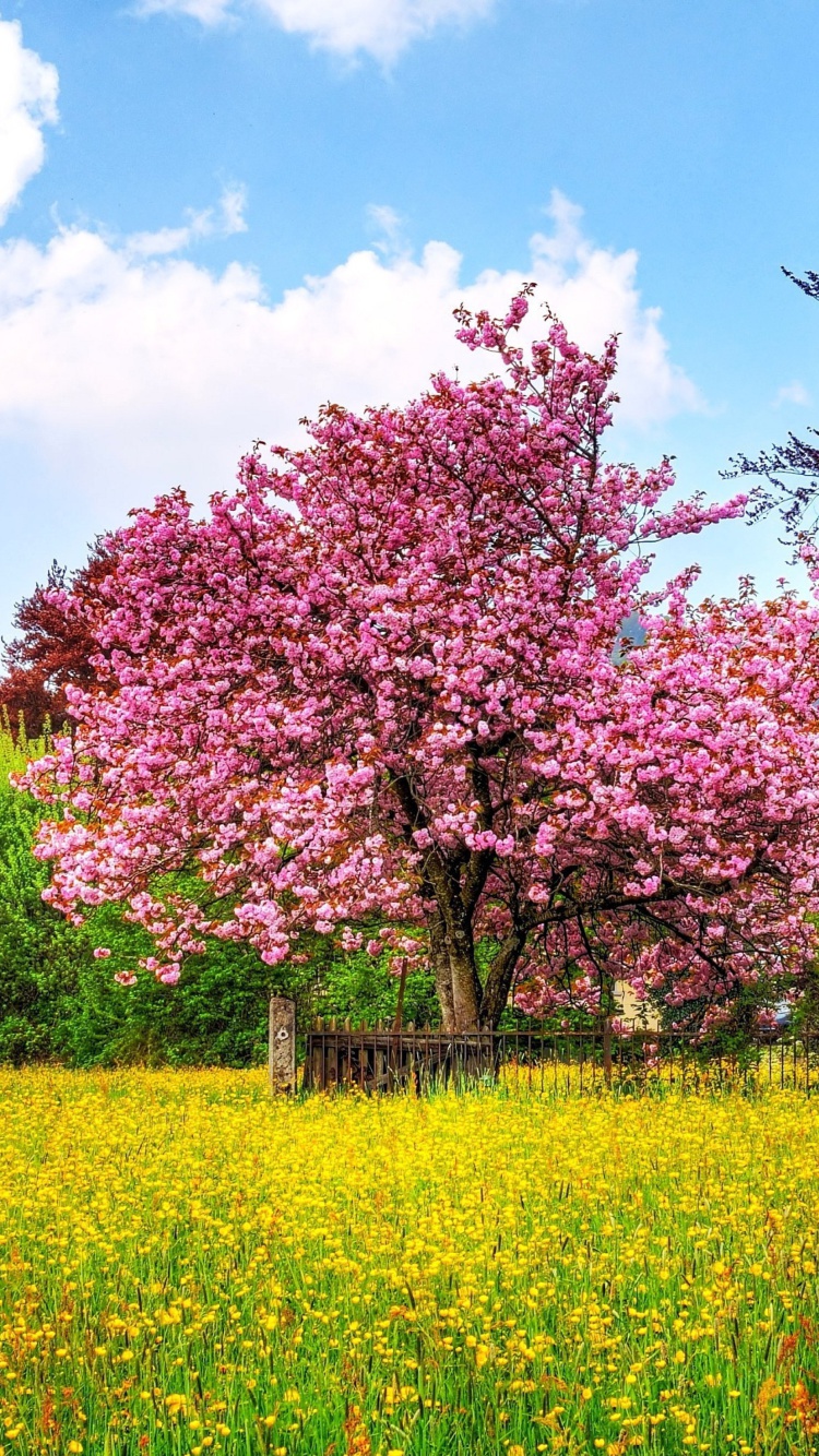 Flowering Cherry Tree in Spring wallpaper 750x1334