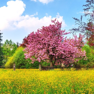 Flowering Cherry Tree in Spring - Obrázkek zdarma pro 128x128