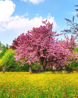 Flowering Cherry Tree in Spring - Obrázkek zdarma pro Nokia Asha 309