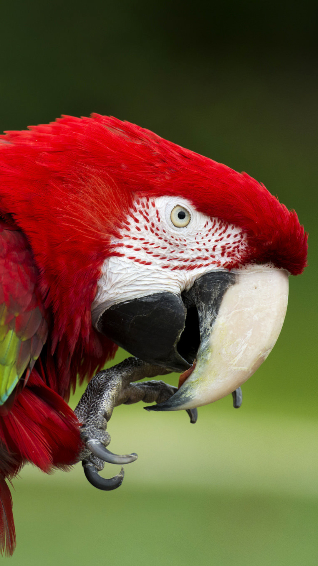 Fondo de pantalla Green winged macaw 1080x1920
