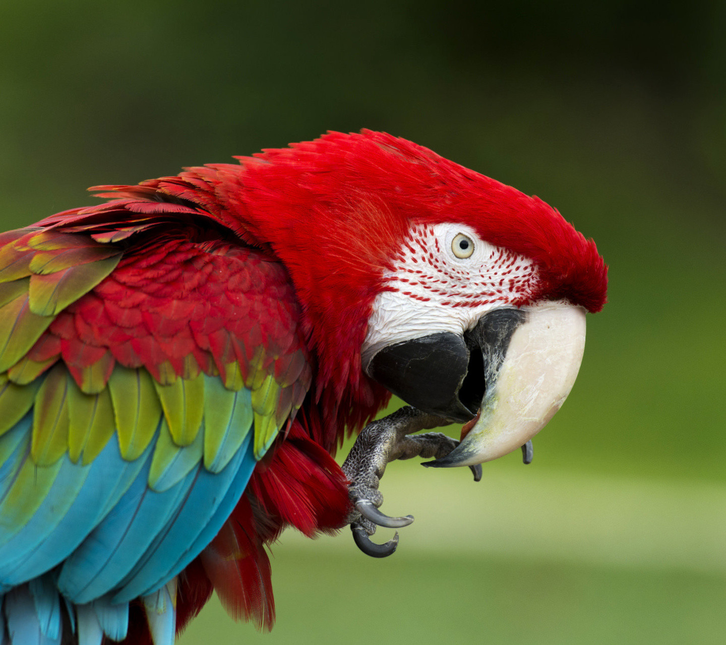 Green winged macaw wallpaper 1440x1280