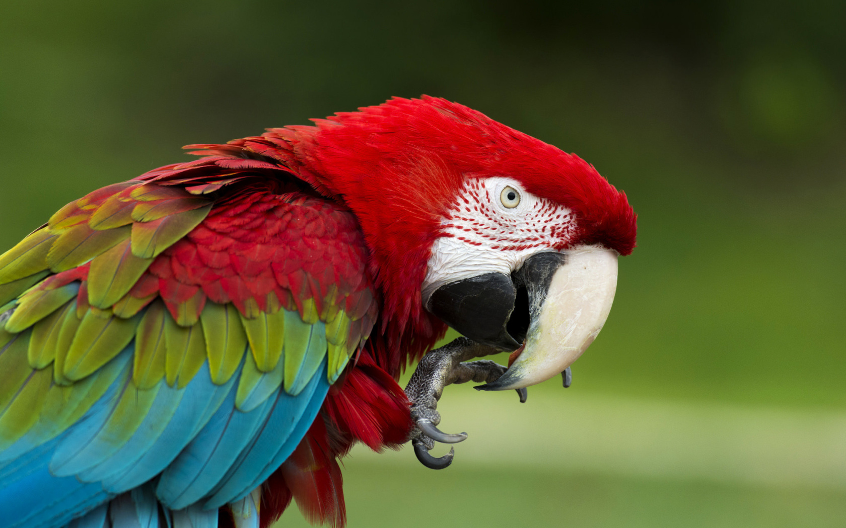 Обои Green winged macaw 1680x1050