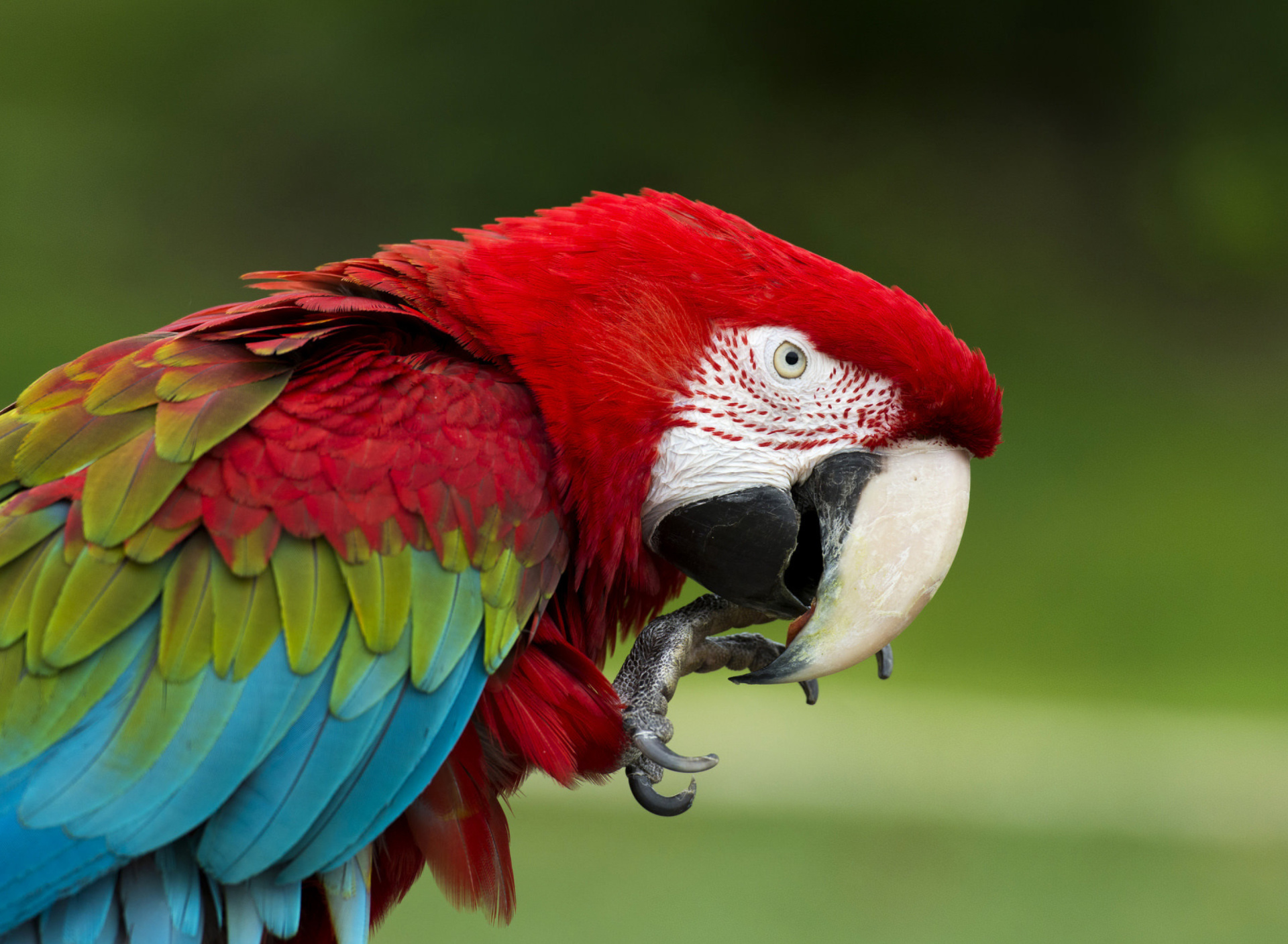 Fondo de pantalla Green winged macaw 1920x1408