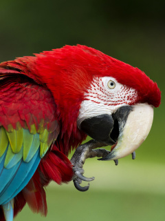 Green winged macaw wallpaper 240x320