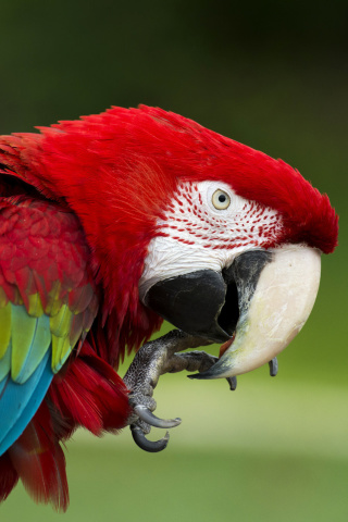 Fondo de pantalla Green winged macaw 320x480