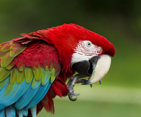 Das Green winged macaw Wallpaper 480x400