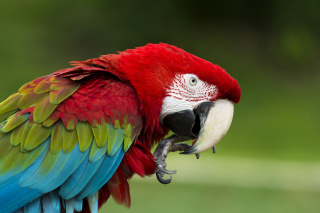 Green winged macaw Background for Android, iPhone and iPad