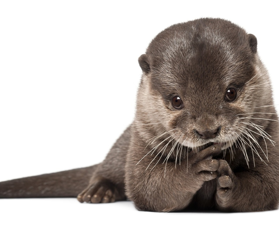 Fondo de pantalla Otter 960x800