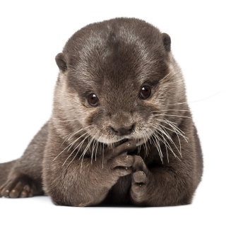 Free Otter Picture for 208x208