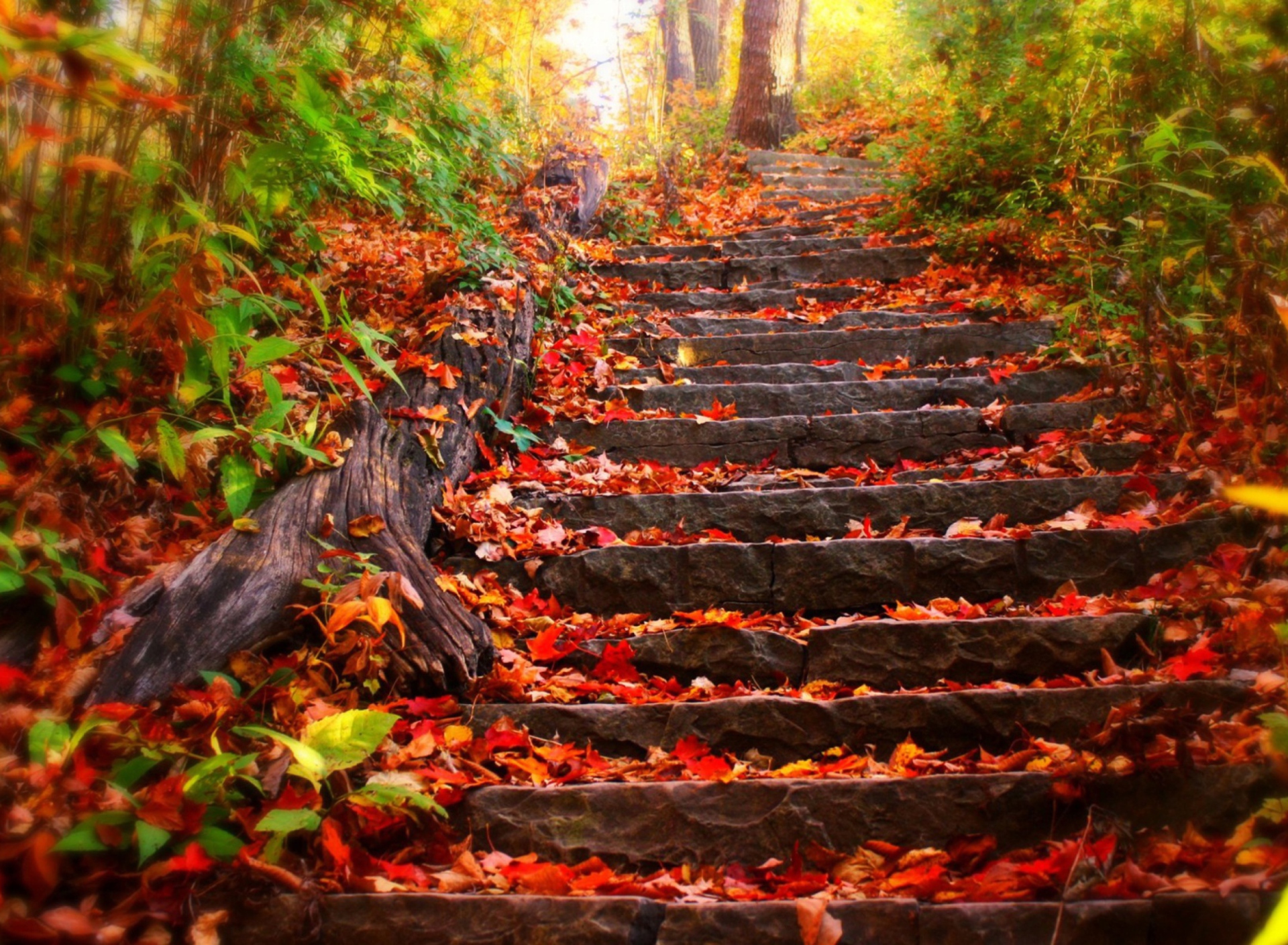 Screenshot №1 pro téma Red Leaves On Stairs 1920x1408