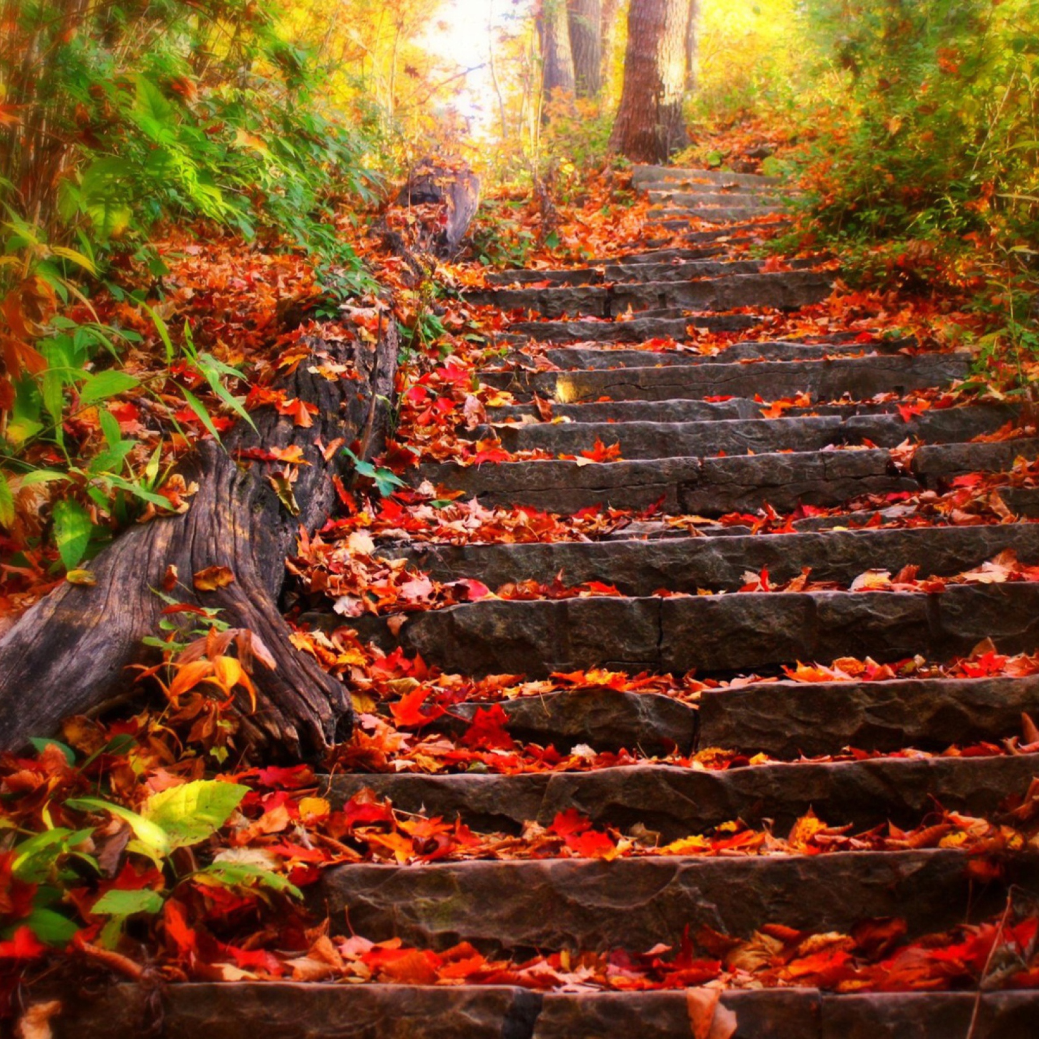 Red Leaves On Stairs screenshot #1 2048x2048