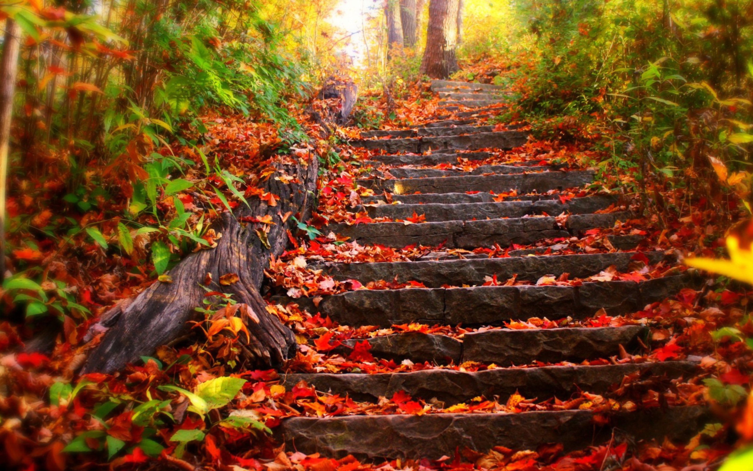 Red Leaves On Stairs wallpaper 2560x1600