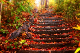 Red Leaves On Stairs - Obrázkek zdarma 