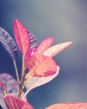 Screenshot №1 pro téma Pink Leaves 128x160