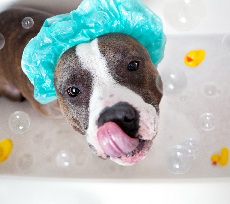 Das Dog Bath Wallpaper 960x854