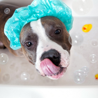 Dog Bath - Fondos de pantalla gratis para iPad mini 2