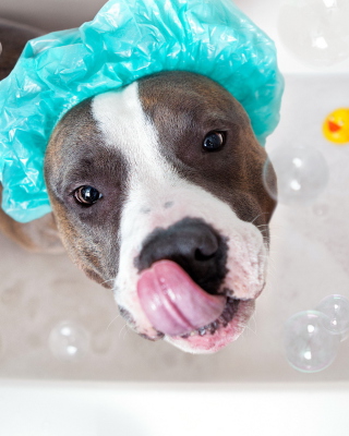 Dog Bath - Obrázkek zdarma pro Nokia X7