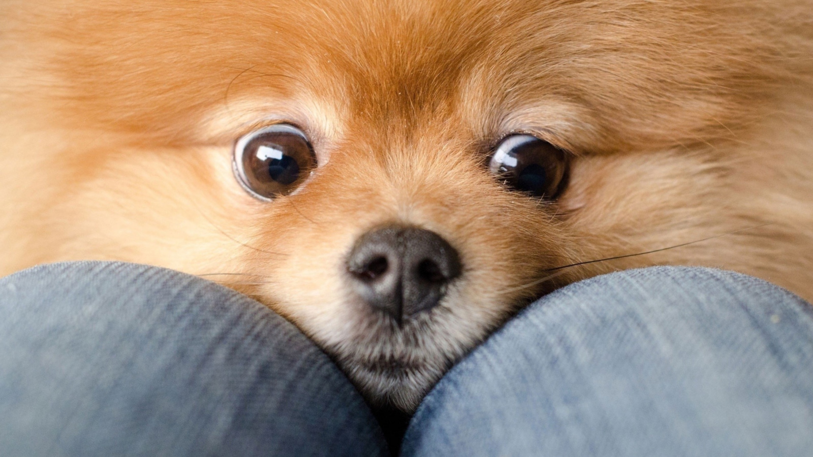 Funny Ginger Dog Eyes screenshot #1 1600x900