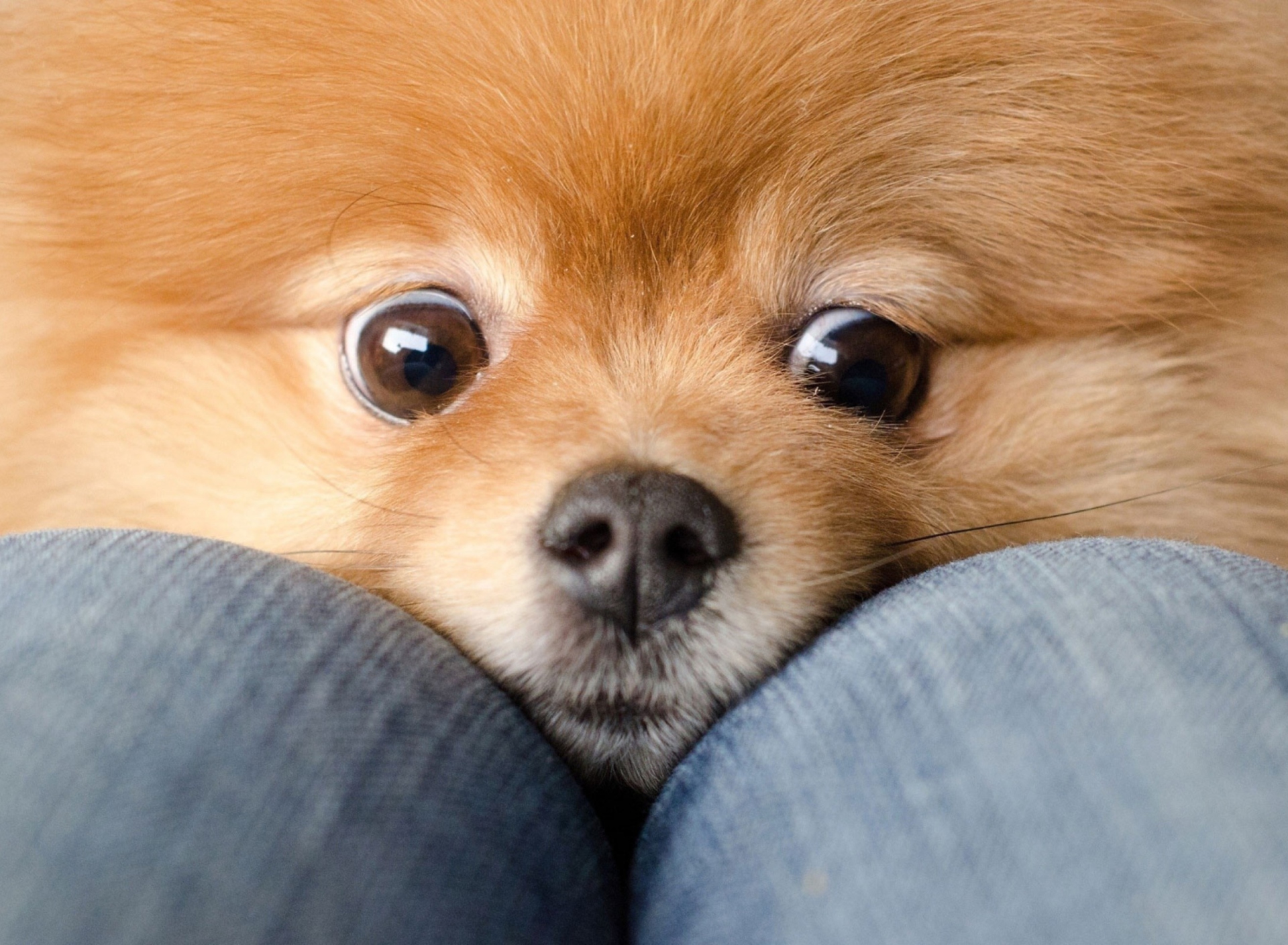 Funny Ginger Dog Eyes wallpaper 1920x1408