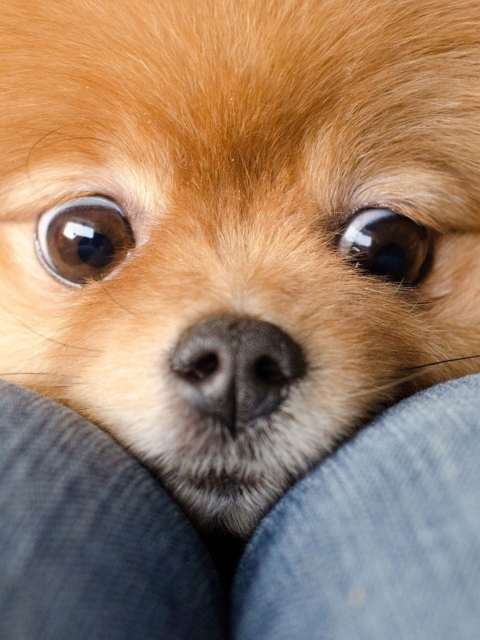 Das Funny Ginger Dog Eyes Wallpaper 480x640