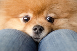 Funny Ginger Dog Eyes Background for Android, iPhone and iPad