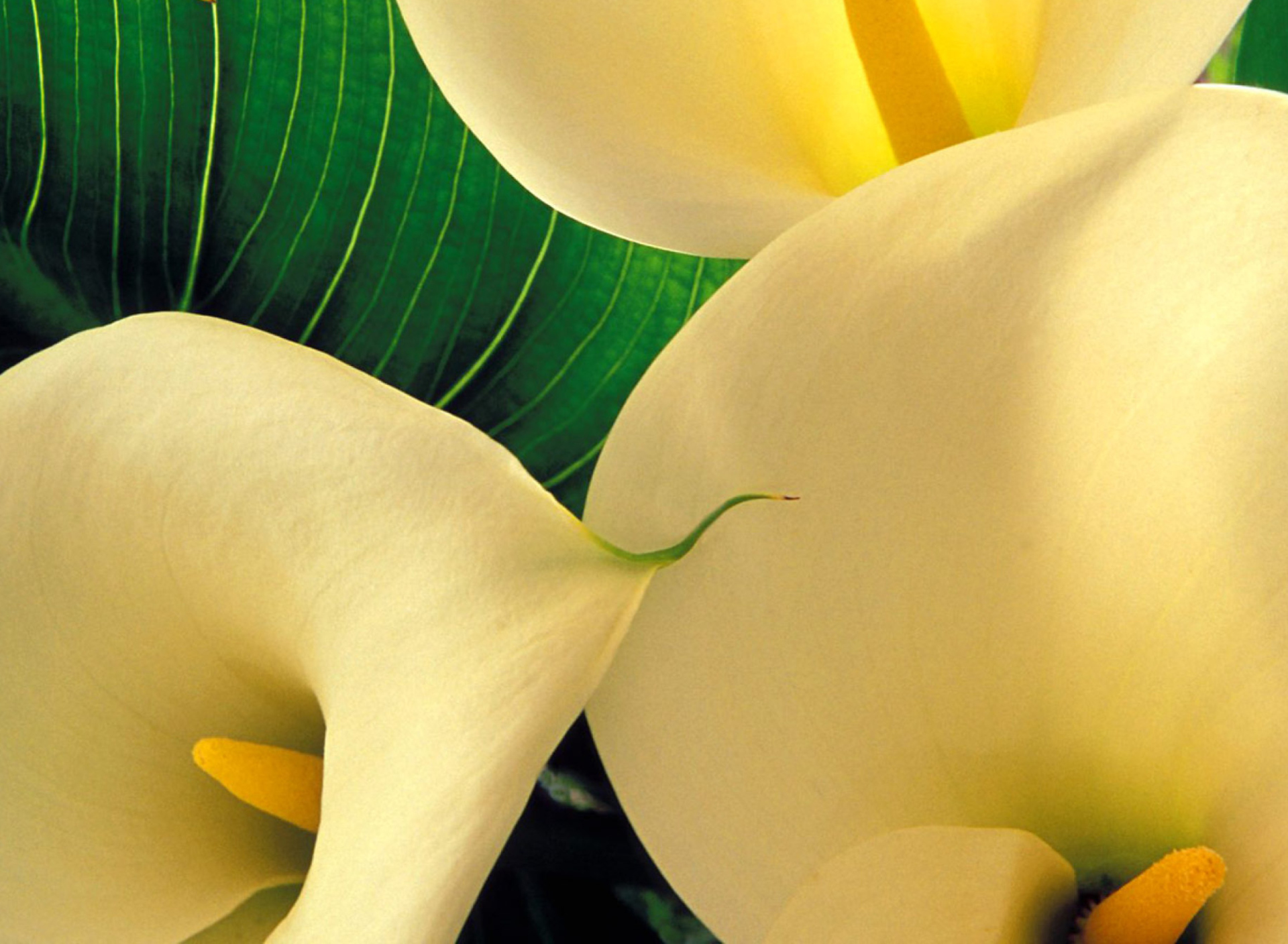Обои Yellow Calla Lilies 1920x1408