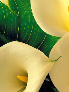 Das Yellow Calla Lilies Wallpaper 240x320