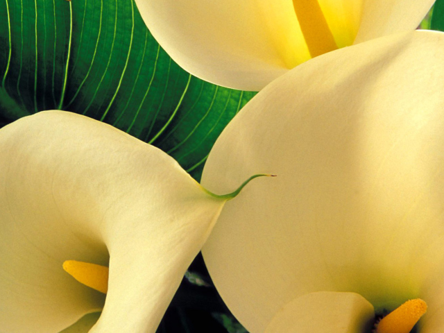 Screenshot №1 pro téma Yellow Calla Lilies 640x480