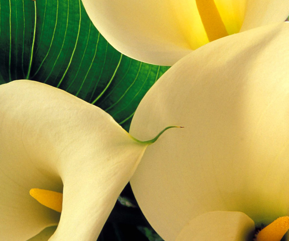 Screenshot №1 pro téma Yellow Calla Lilies 960x800
