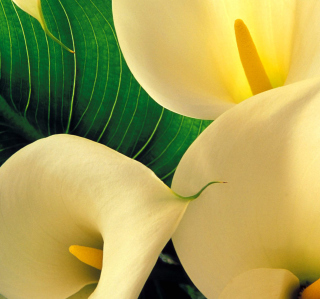 Kostenloses Yellow Calla Lilies Wallpaper für iPad 2