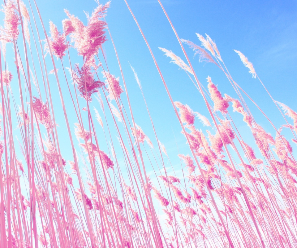 Sfondi Grass On Beach 960x800