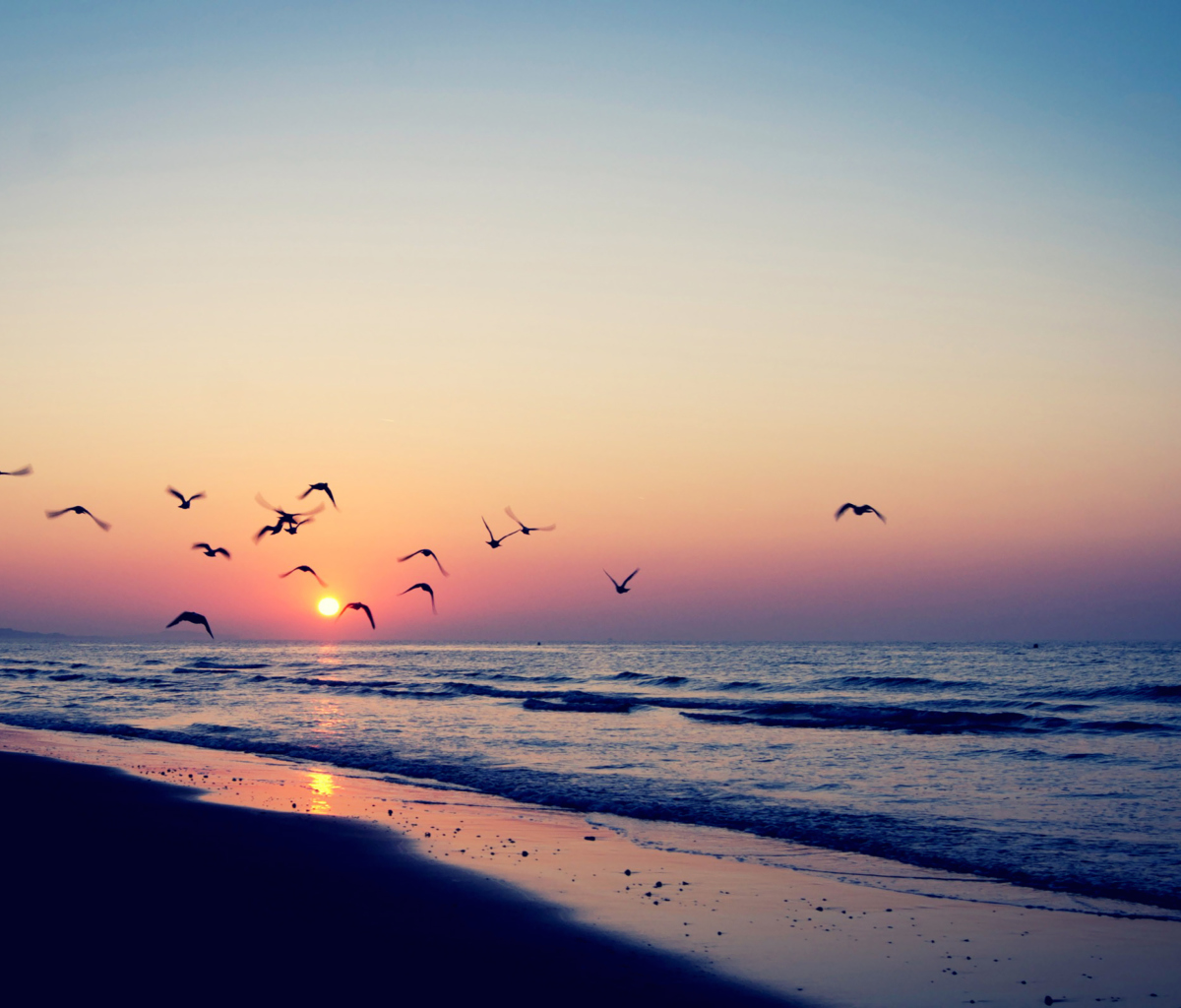 Birds And Ocean Sunset screenshot #1 1200x1024