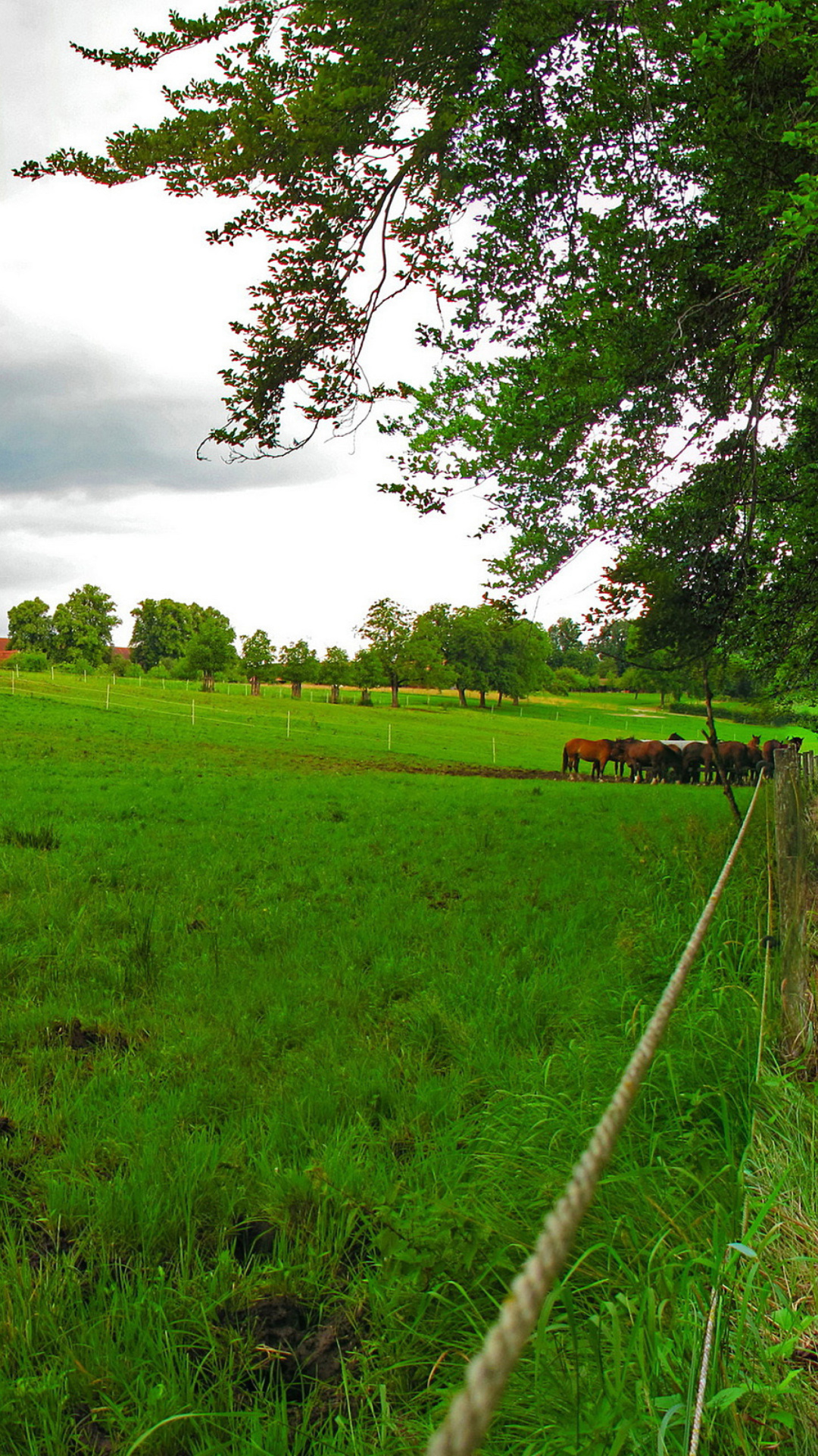 Bavarian meadow wallpaper 1080x1920