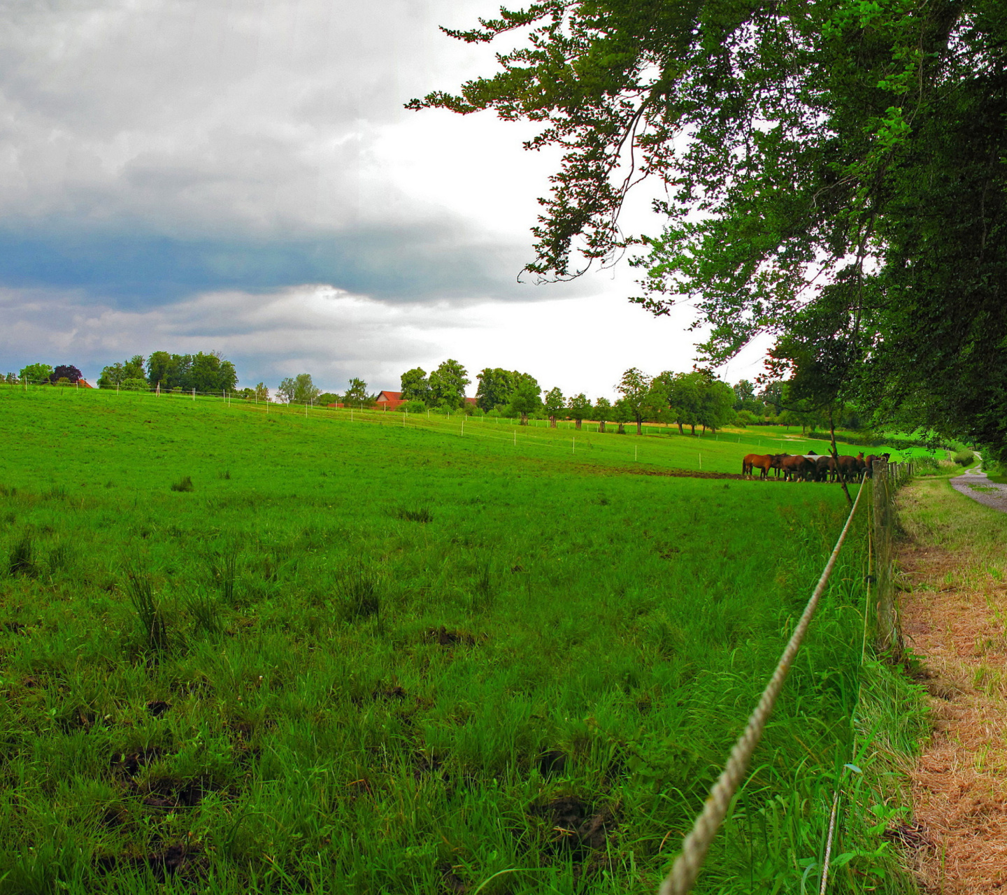 Fondo de pantalla Bavarian meadow 1440x1280