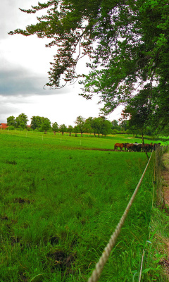 Bavarian meadow screenshot #1 240x400