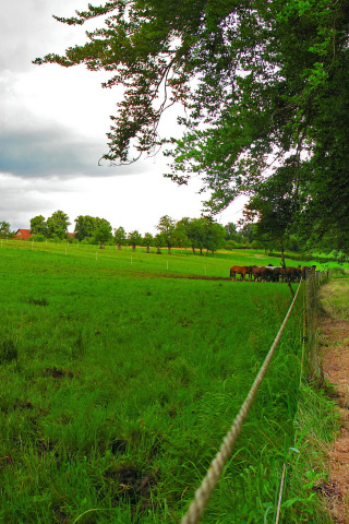 Bavarian meadow wallpaper 320x480