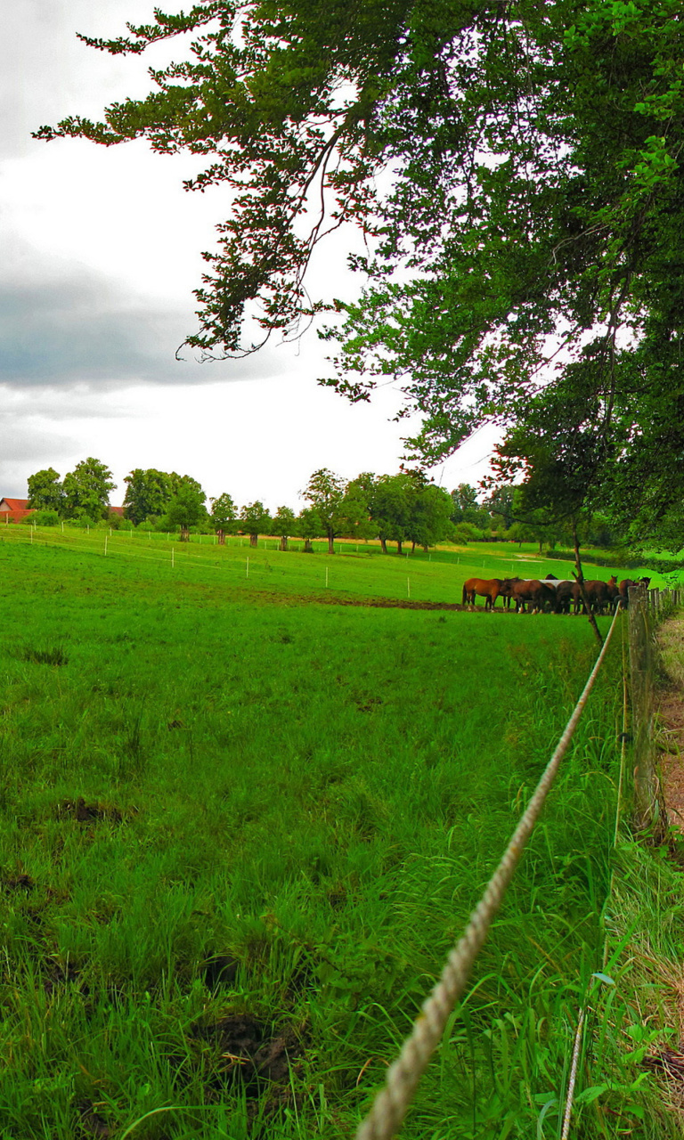 Bavarian meadow screenshot #1 768x1280