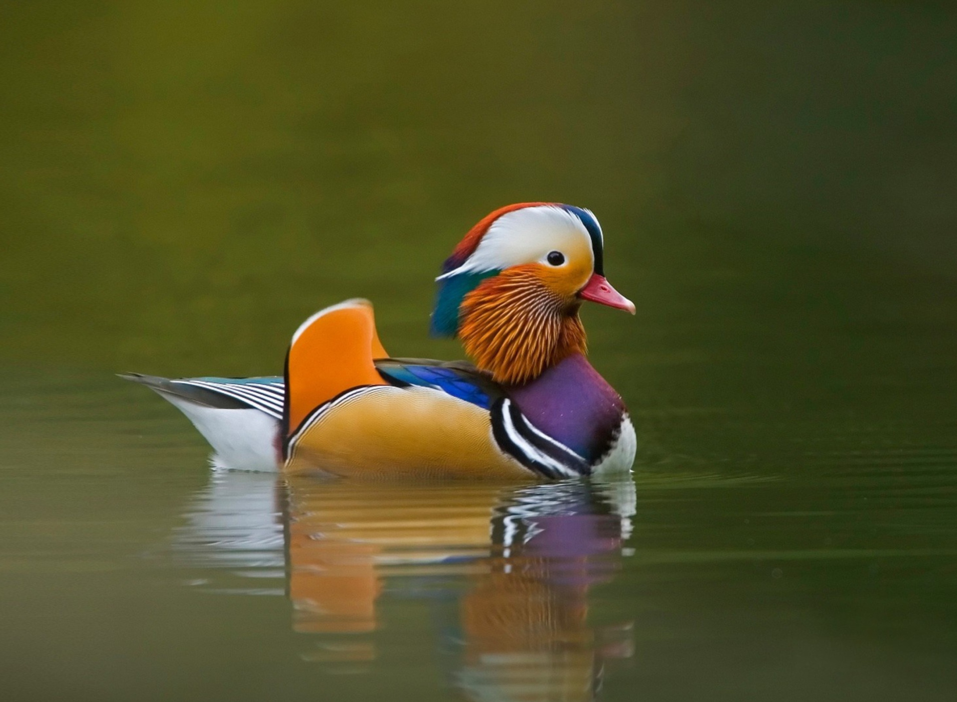 Screenshot №1 pro téma Mandarin Duck 1920x1408