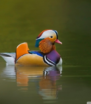 Mandarin Duck - Obrázkek zdarma pro Nokia Asha 309