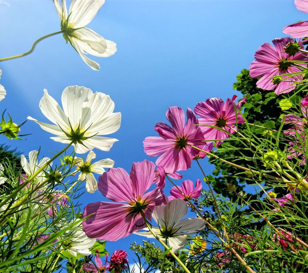 Fondo de pantalla Cosmos flowering plants 1080x960