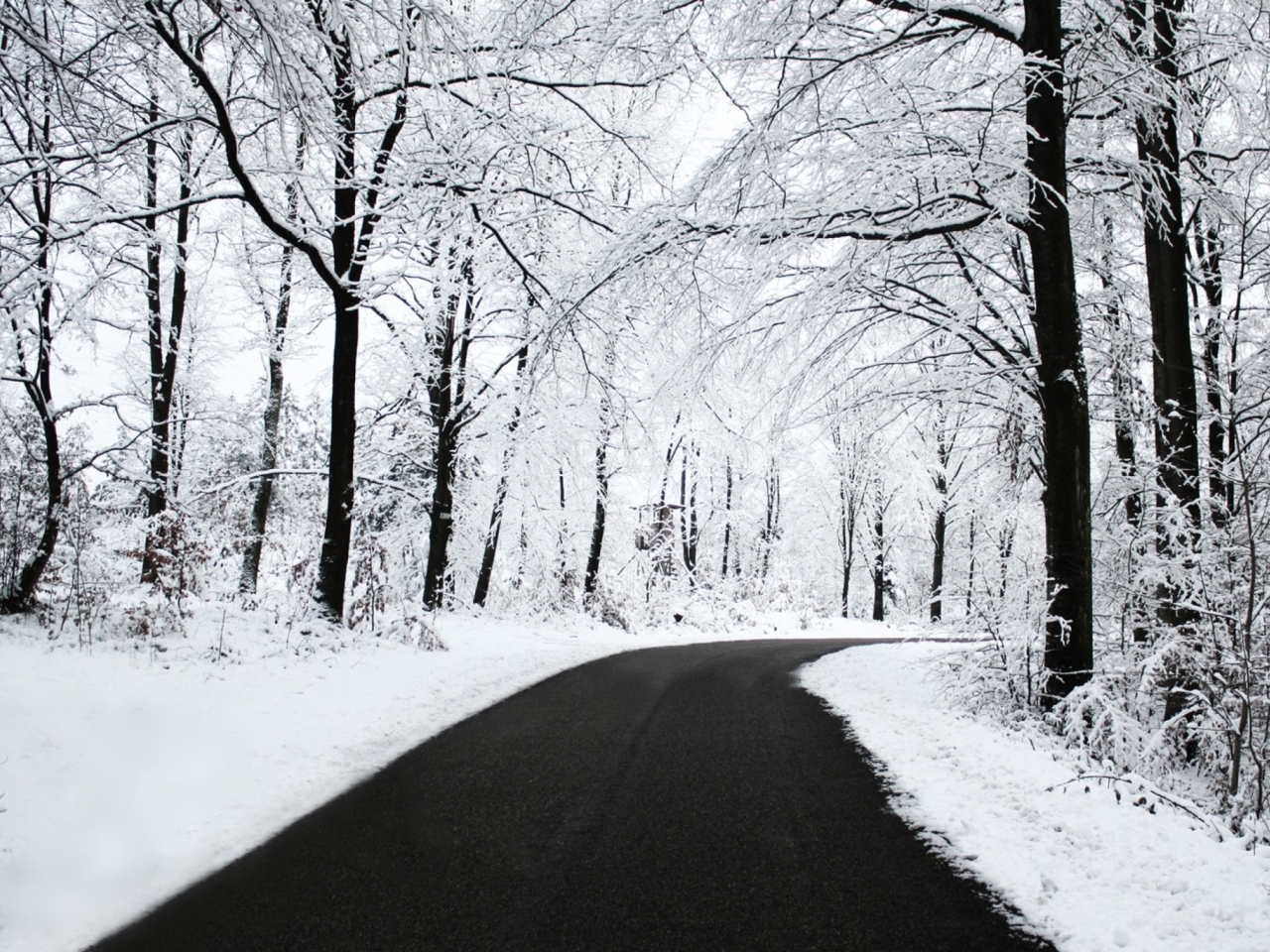 White Forest screenshot #1 1280x960