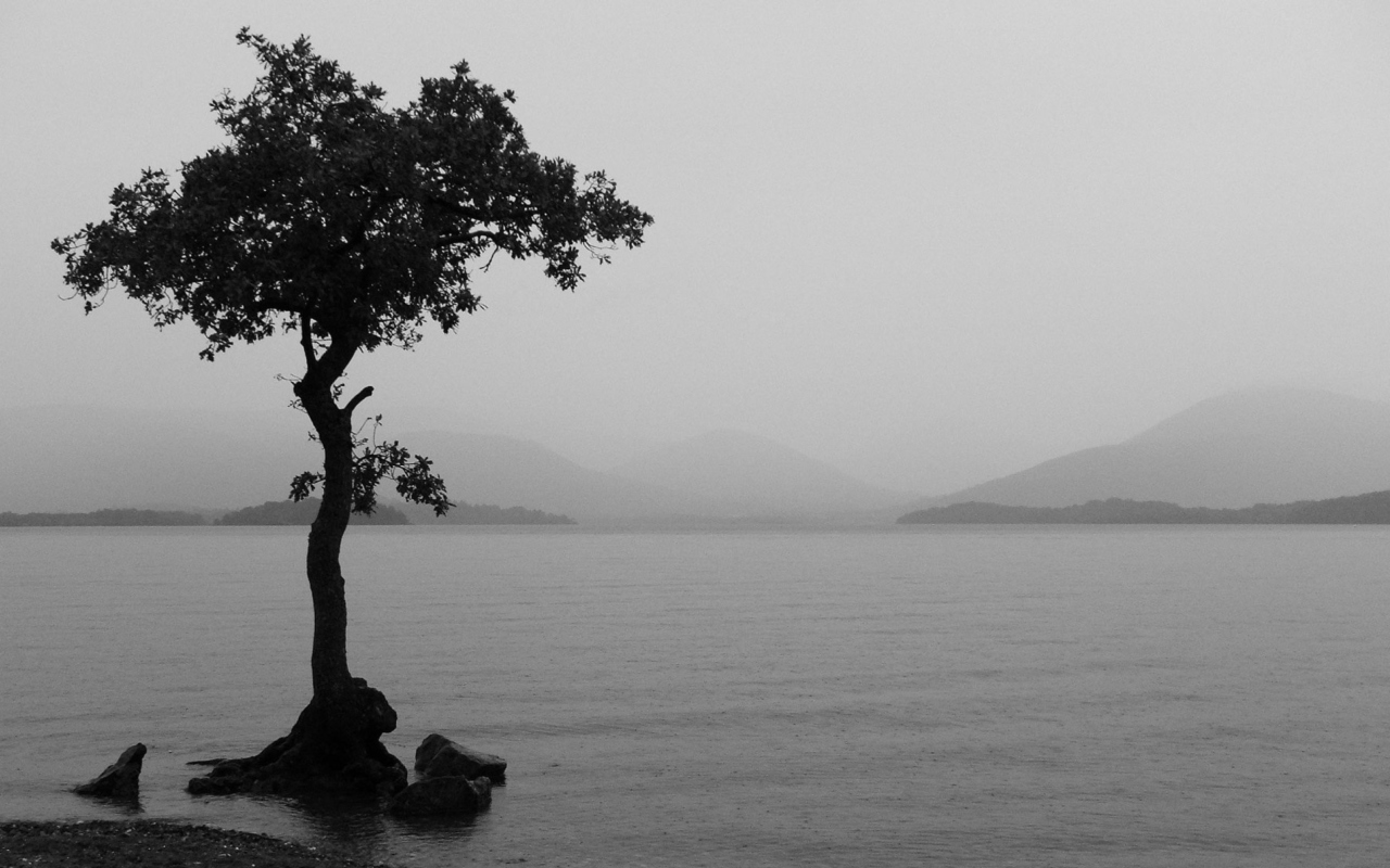 Screenshot №1 pro téma Lonely Tree Lake 1280x800