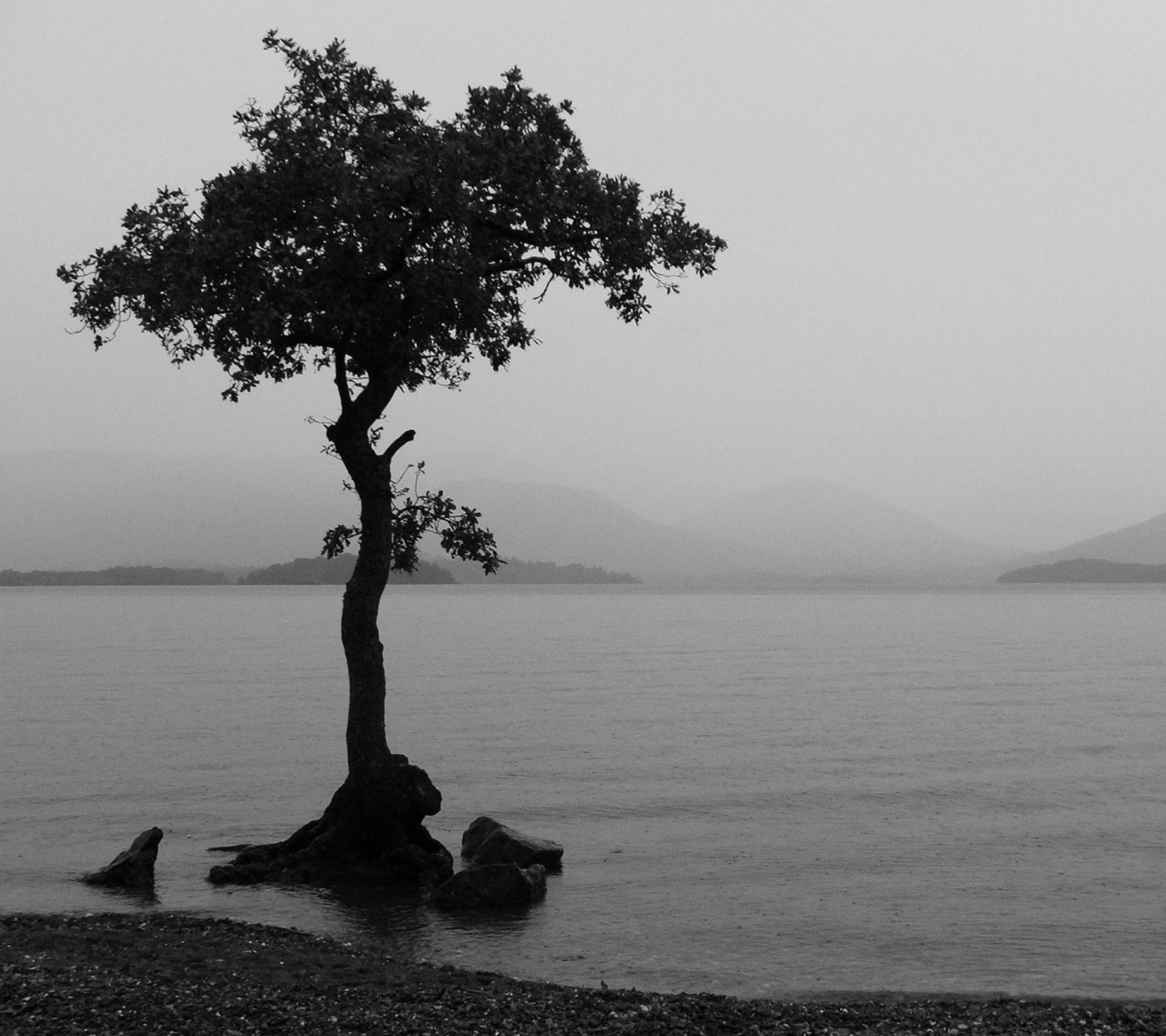 Screenshot №1 pro téma Lonely Tree Lake 1440x1280